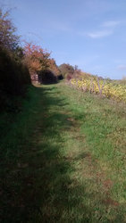 Herbst in Guldental1.jpg