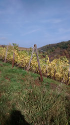 Herbst in Guldental2.jpg