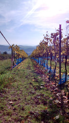 Herbst in Guldental3.jpg