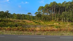 Wälder, fünfzig Meter von der Küste entfernt.