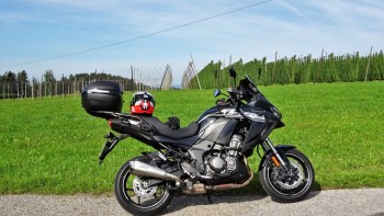 im Hintergrund ein Hopfen-Anbau